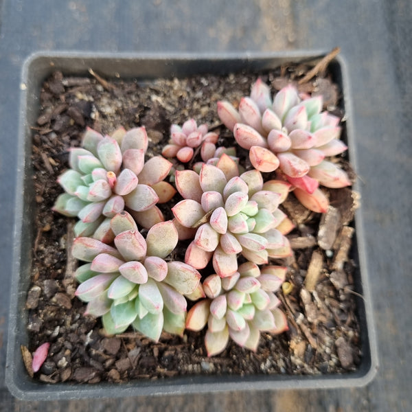 Echeveria Subcorymbosa Lau 030  蓝宝石