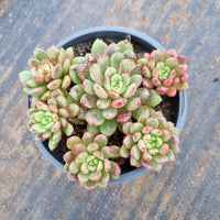 11cm pot Graptoveria ‘Pink Ruby’ 红宝石11cm盆