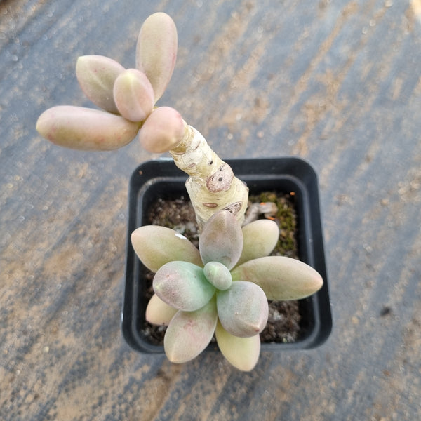 Pachyphytum Captain Jessop 糖美人