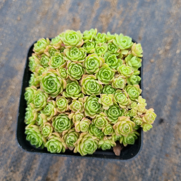 Rosularia Platyphylla 小野玫瑰