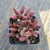 Adromischus Marianiae - Red mutation 红梅花鹿