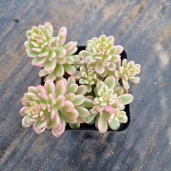 Sedum Joyce Tulloch variegated 塔洛克锦