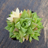 Haworthia variegated no ID