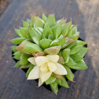 Haworthia variegated no ID