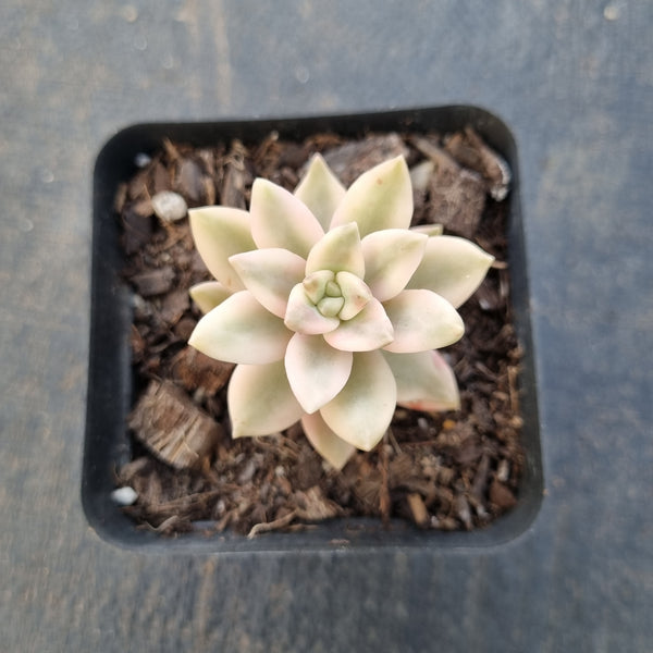 Sedeveria Pat's Pink variegated 布丁锦