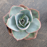 Echeveria Davinci code 达芬奇密码