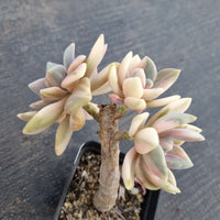 Graptophytum Supreme variegated 冬美人锦