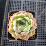 Echeveria sp. 艳姬 (yanji)