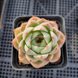 Echeveria sp. 艳姬 (yanji)