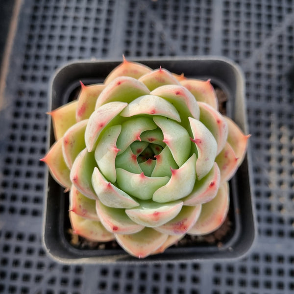 Echeveria sp. 艳姬 (yanji)