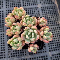 Echeveria Nanahukumini 娜娜小勾