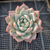 Echeveria Blue Bird 粉蓝鸟