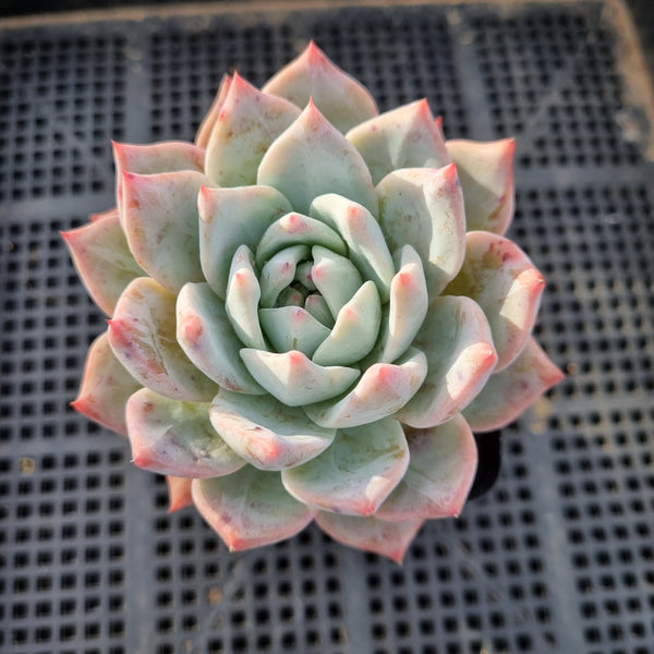 Echeveria Blue Bird 粉蓝鸟