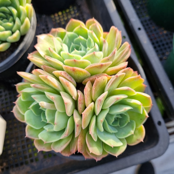 *GLGhybrid (2-407) Echeveria Secunda hybrid 赛康达杂