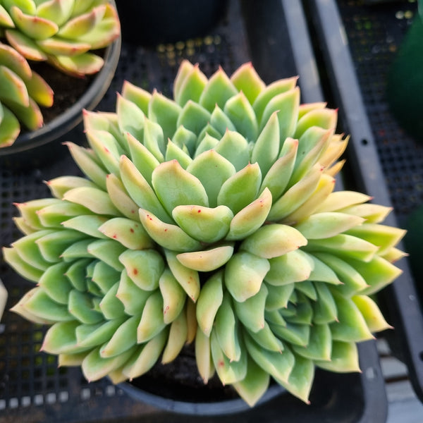 *GLGhybrid (2-408) Echeveria Elegans 'Alba' hybrid 白月影杂