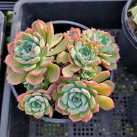 *GLGhybrid (2-409) Echeveria Laulensis hybrid 劳伦斯杂