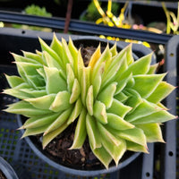 *GLGhybrid (2-411) Echeveria agavoides Ebony hybrid 乌木杂