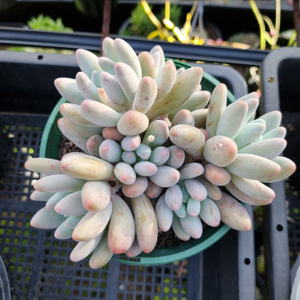 *GLGhybrid (2-412) Pachyphytum Baby Finger hybrid 婴儿手指杂