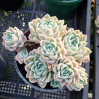 *GLGhybrid (2-413) Echeveria Mexican Snowball hybrid 墨西哥雪球杂