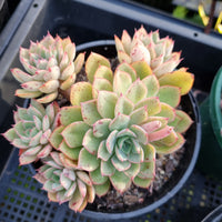 *GLGhybrid (2-414) Echeveria Agavoides 'Santa Lewis' hybrid 圣路易斯杂