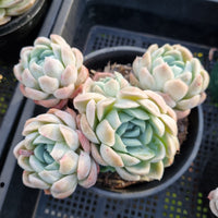 *GLGhybrid (2-415) Echeveria Mexican Snowball hybrid 墨西哥雪球杂