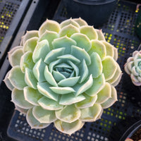 *GLGhybrid (2-416) Echeveria Simulans Ascension hybrid 蓝丝绒杂