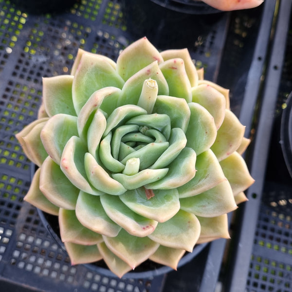 *GLGhybrid (2-417) Echeveria Champaign hybrid 香槟杂