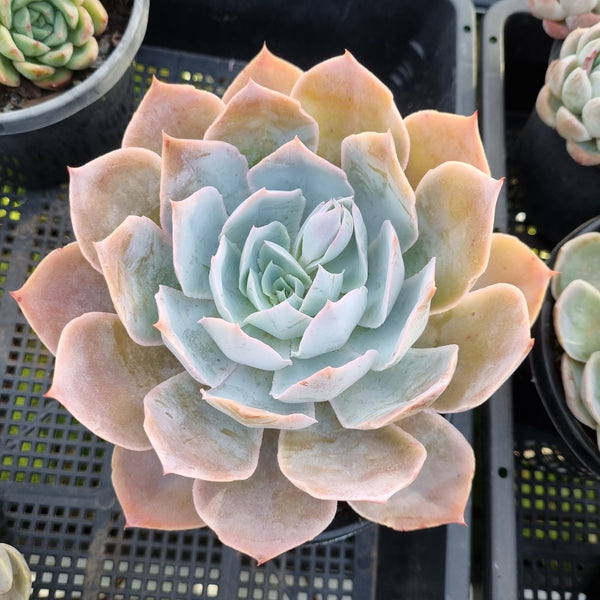 *GLGhybrid (2-418) Echeveria Cante hybrid  广寒宫杂