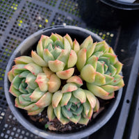 *GLGhybrid (2-419) Echeveria Elegans 'Alba' hybrid 白月影杂