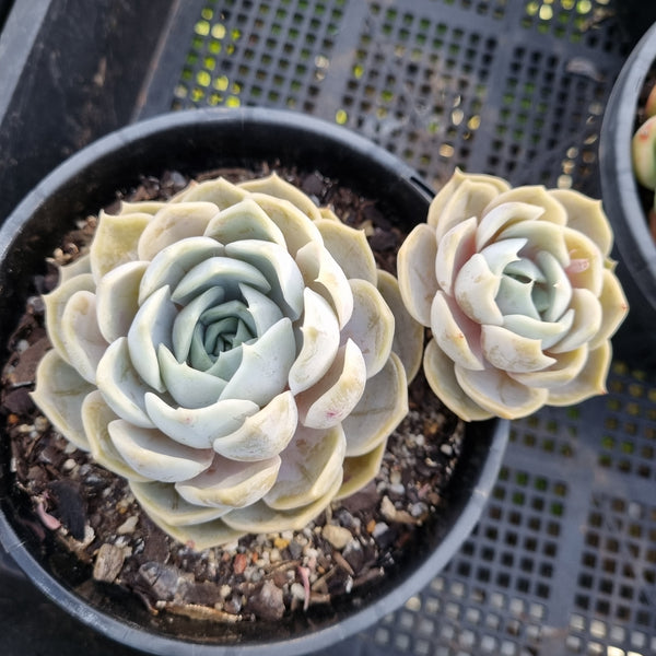 *GLGhybrid (2-420) Echeveria hybrid