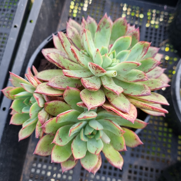 *GLGhybrid (2-421) Echeveria Subalpina hybrid 萨宾娜杂