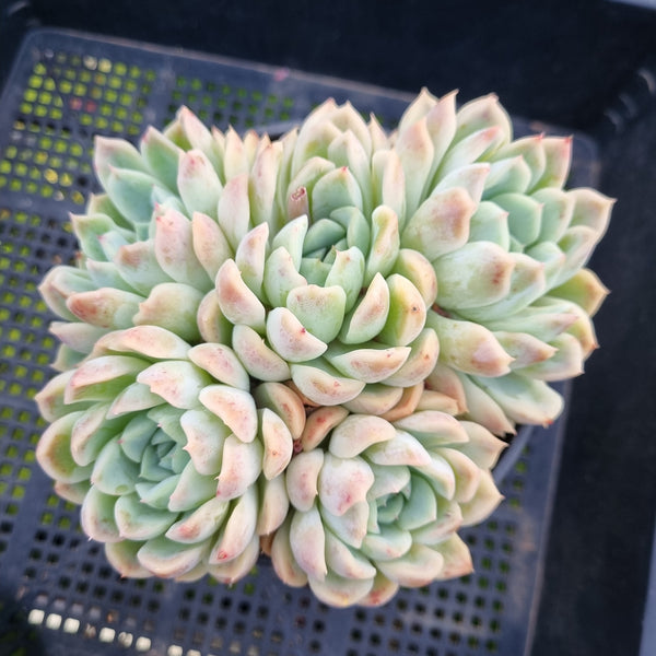 *GLGhybrid (2-424) Echeveria Elegans 'Alba' hybrid 白月影杂