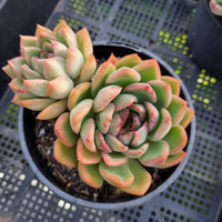 *GLGhybrid (2-425) Echeveria Agavoides hybrid 东云杂