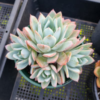 *GLGhybrid (2-427) Echeveria Cante hybrid  广寒宫杂