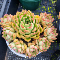 *GLGhybrid (2-428) Echeveria Schichi-kuksi hybrid