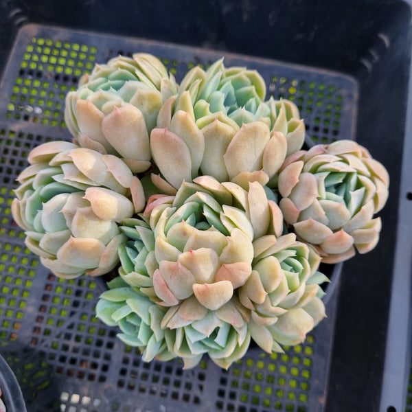 *GLGhybrid (2-429)Echeveria Mexican Snowball hybrid 墨西哥雪球杂