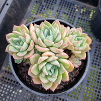 *GLGhybrid (2-431) Echeveria Secunda hybrid 赛康达杂