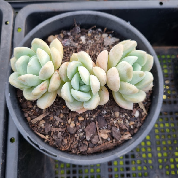 *GLGhybrid (2-433) Echeveria 'Beauty's Silhouette' 丽影