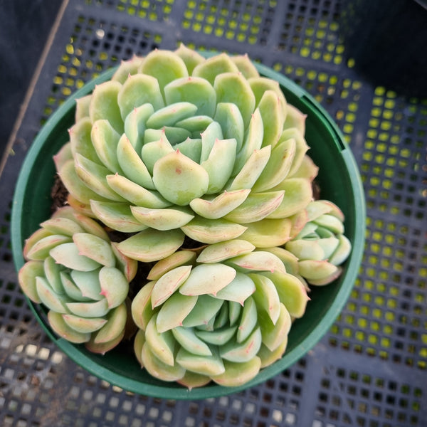 *GLGhybrid (2-437) Echeveria Schichi-kuksi hybrid