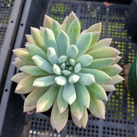 *GLGhybrid (2-438) Echeveria Gilo x Pachyphytum Baby Finger 财路杂婴儿手指