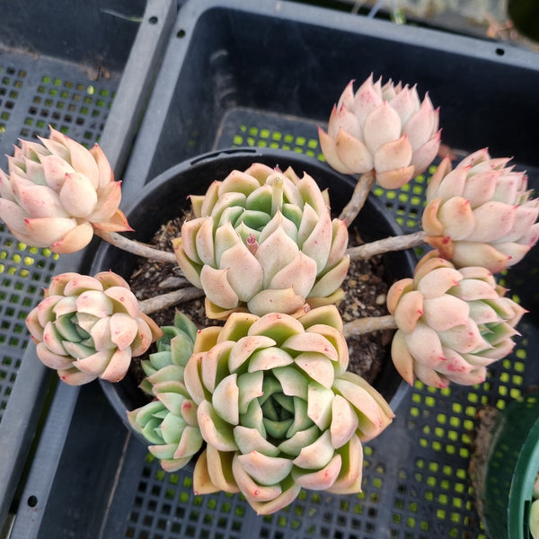 *GLGhybrid (2-439)  Echeveria Raspberry ice hybrid 冰莓杂