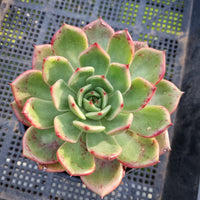 *GLGhybrid (2-441) Echeveria Romeo hybrid 血罗杂