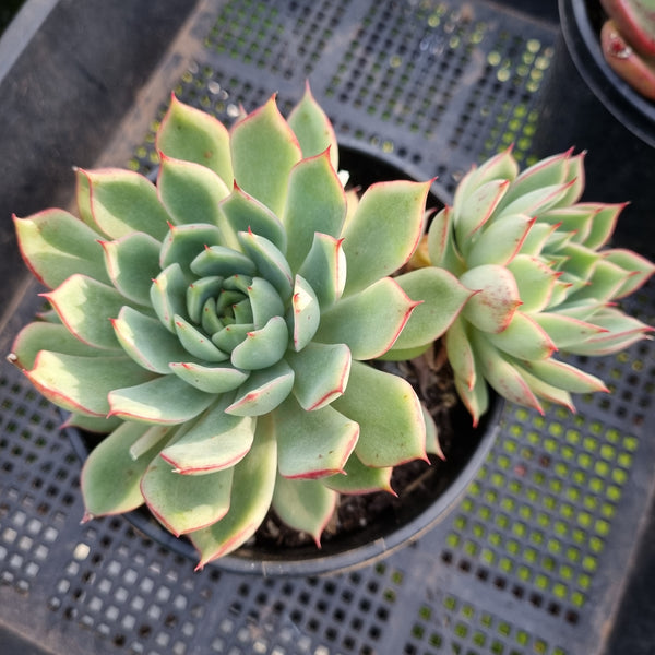 *GLGhybrid (2-442) Echeveria Derenbergii hybrid 静夜杂