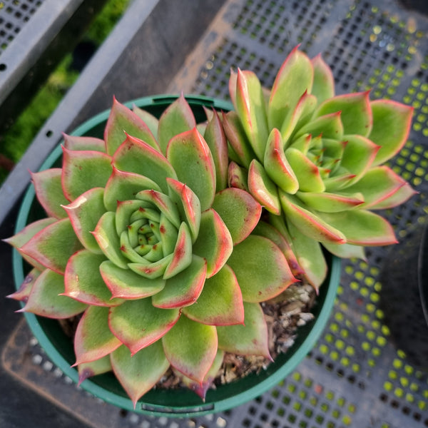 *GLGhybrid (2-443) Echeveria agavoides Ebony hybrid 乌木杂