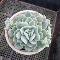 *GLGhybrid (2-446) Echeveria 'Beauty's Silhouette' 丽影