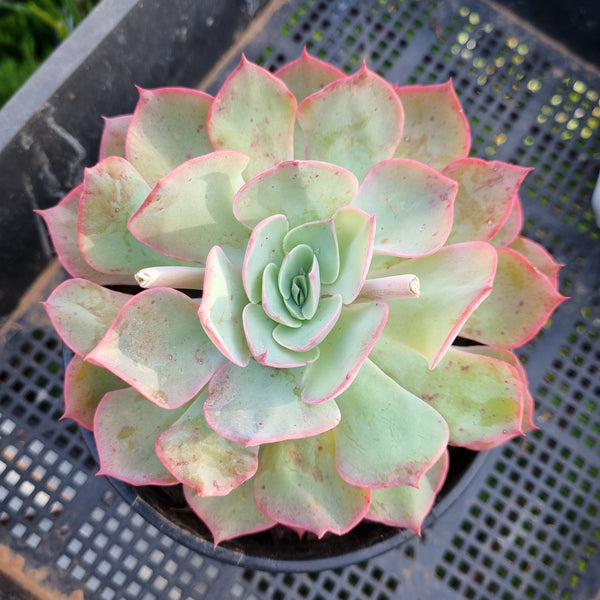 *GLGhybrid (2-447) Echeveria shaviana hime hybrid 沙维娜杂