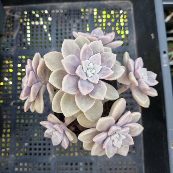 *GLGhybrid(1-407) Graptopetalum Mendozae X Superbum 丸姬杂华丽风车