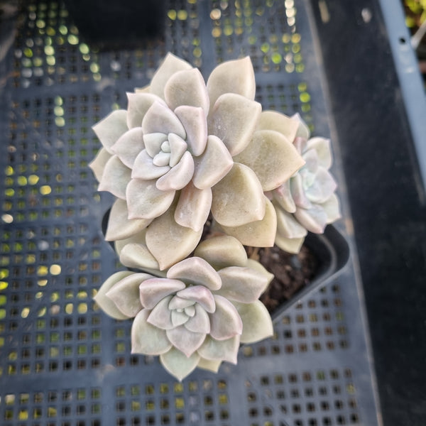 *GLGhybrid(1-408) Graptopetalum Mendozae X Superbum 丸姬杂华丽风车