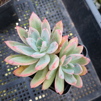 *GLGhybrid(1-409) Echeveria hybrid