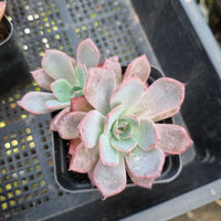 *GLGhybrid(1-410) Echeveria Laulensis hybrid 劳伦斯杂